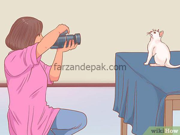 چگونه از گربه ها عکاسی کنیم